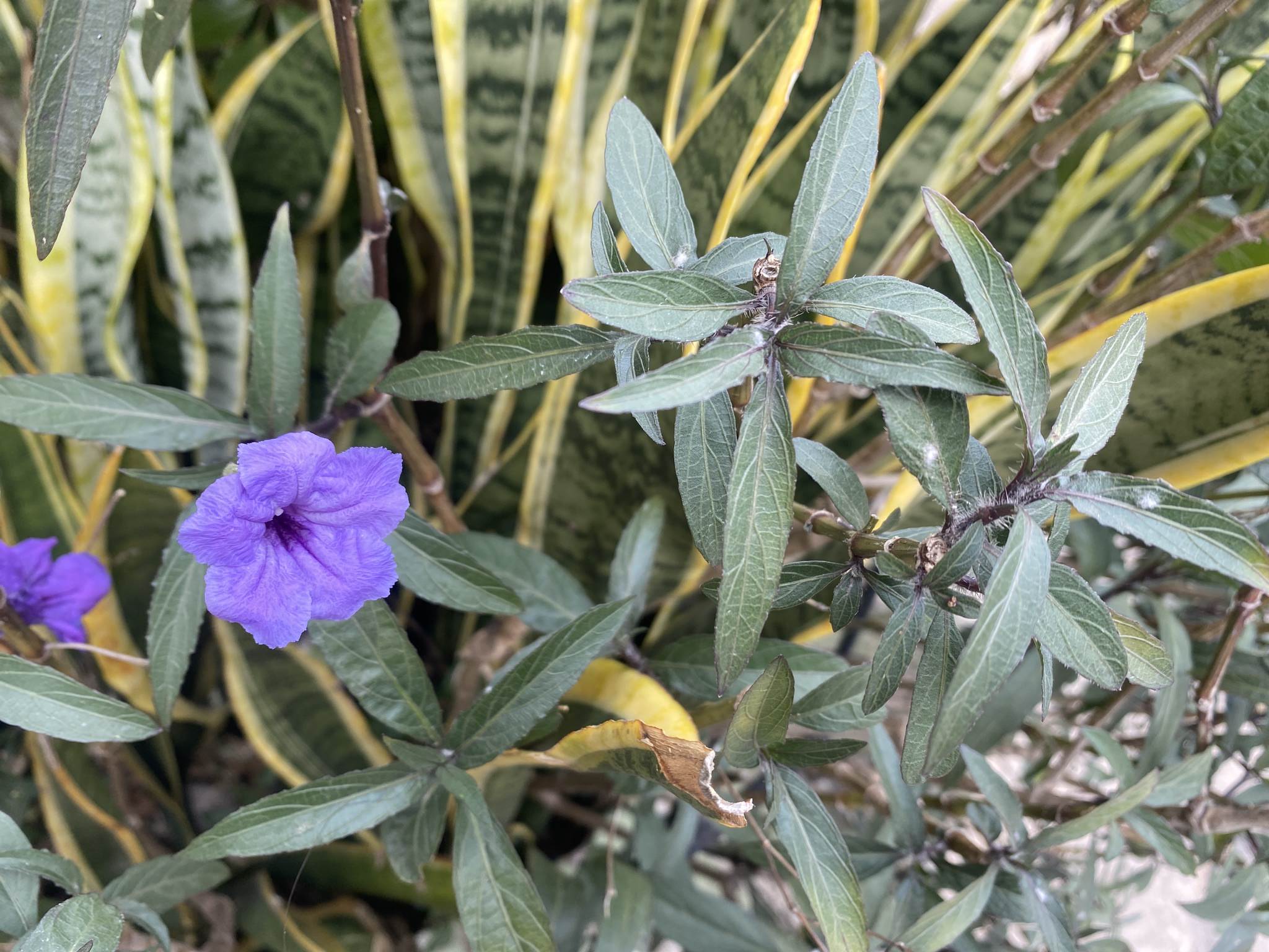 Ruellia brittoniana